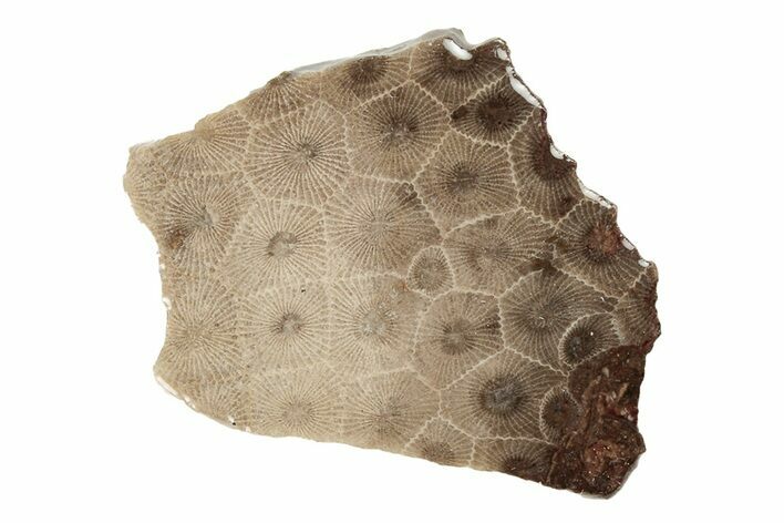 Polished Petoskey Stone (Fossil Coral) Slab - Michigan #204813